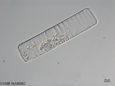 phyto/Brazilian_Nordeste/Seamounts_station60/ABRACOS2 April 2017/Guinardia flaccida (Snap-678)(copy)_thumb.jpg